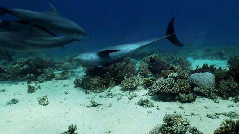 „Podmořská klinika“. Delfíni se třou o korály, aby se jim zahojily kožní choroby
